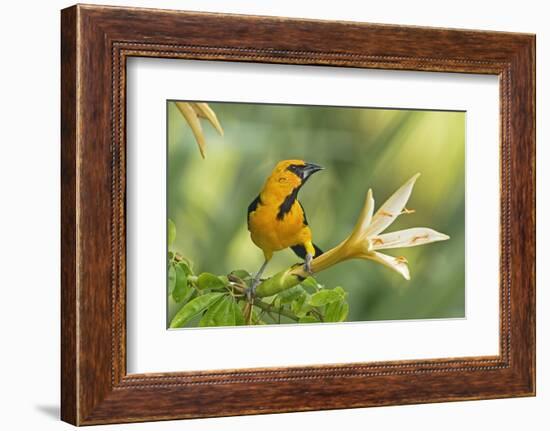 Central America, Yucatan, Mexico. Altamira Oriole in Tabebuia or Caribbean Trumpet Tree-David Slater-Framed Photographic Print