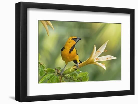 Central America, Yucatan, Mexico. Altamira Oriole in Tabebuia or Caribbean Trumpet Tree-David Slater-Framed Photographic Print