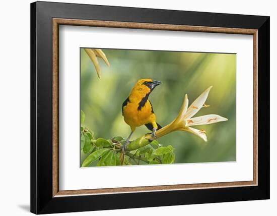 Central America, Yucatan, Mexico. Altamira Oriole in Tabebuia or Caribbean Trumpet Tree-David Slater-Framed Photographic Print