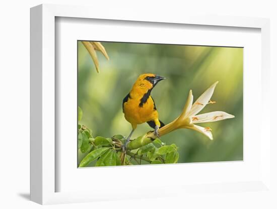 Central America, Yucatan, Mexico. Altamira Oriole in Tabebuia or Caribbean Trumpet Tree-David Slater-Framed Photographic Print