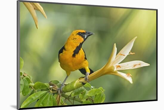 Central America, Yucatan, Mexico. Altamira Oriole in Tabebuia or Caribbean Trumpet Tree-David Slater-Mounted Photographic Print