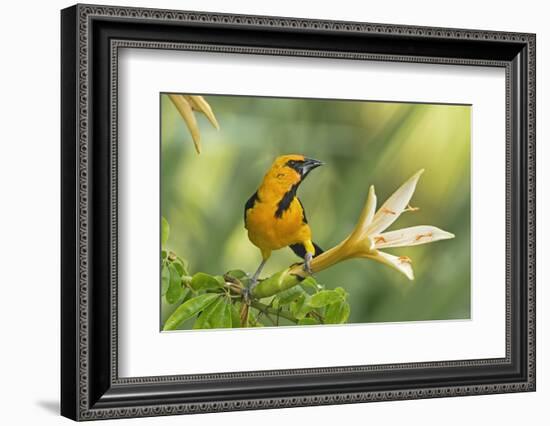 Central America, Yucatan, Mexico. Altamira Oriole in Tabebuia or Caribbean Trumpet Tree-David Slater-Framed Photographic Print