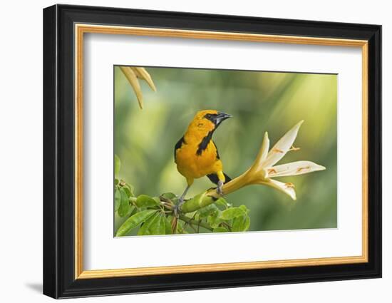 Central America, Yucatan, Mexico. Altamira Oriole in Tabebuia or Caribbean Trumpet Tree-David Slater-Framed Photographic Print