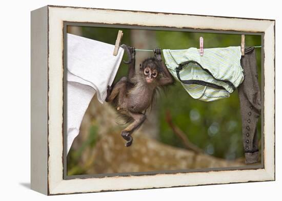 Central American Spider Monkey (Ateles Geoffroyi) Orphan Baby Hanging from Washing Line-Claudio Contreras-Framed Premier Image Canvas