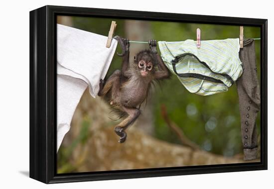 Central American Spider Monkey (Ateles Geoffroyi) Orphan Baby Hanging from Washing Line-Claudio Contreras-Framed Premier Image Canvas