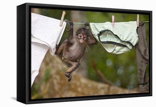 Central American Spider Monkey (Ateles Geoffroyi) Orphan Baby Hanging from Washing Line-Claudio Contreras-Framed Premier Image Canvas