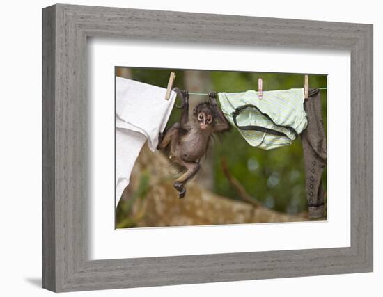 Central American Spider Monkey (Ateles Geoffroyi) Orphan Baby Hanging from Washing Line-Claudio Contreras-Framed Photographic Print