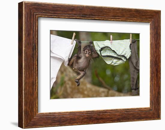 Central American Spider Monkey (Ateles Geoffroyi) Orphan Baby Hanging from Washing Line-Claudio Contreras-Framed Photographic Print