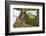 Central American Spider Monkey (Ateles Geoffroyi) Orphan Baby Hanging from Washing Line-Claudio Contreras-Framed Photographic Print