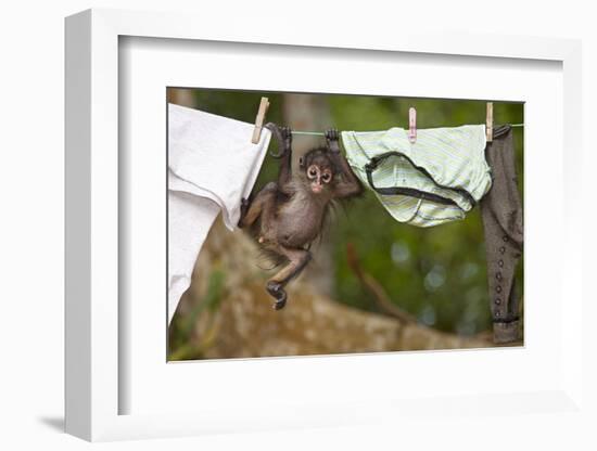 Central American Spider Monkey (Ateles Geoffroyi) Orphan Baby Hanging from Washing Line-Claudio Contreras-Framed Photographic Print