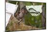 Central American Spider Monkey (Ateles Geoffroyi) Orphan Baby Hanging from Washing Line-Claudio Contreras-Mounted Photographic Print