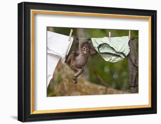 Central American Spider Monkey (Ateles Geoffroyi) Orphan Baby Hanging from Washing Line-Claudio Contreras-Framed Photographic Print