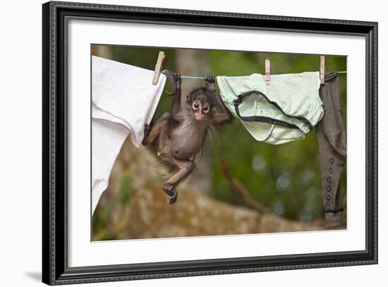 Central American Spider Monkey (Ateles Geoffroyi) Orphan Baby Hanging from Washing Line-Claudio Contreras-Framed Photographic Print