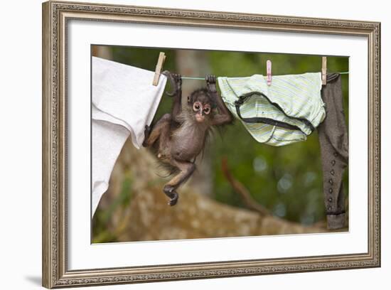 Central American Spider Monkey (Ateles Geoffroyi) Orphan Baby Hanging from Washing Line-Claudio Contreras-Framed Photographic Print