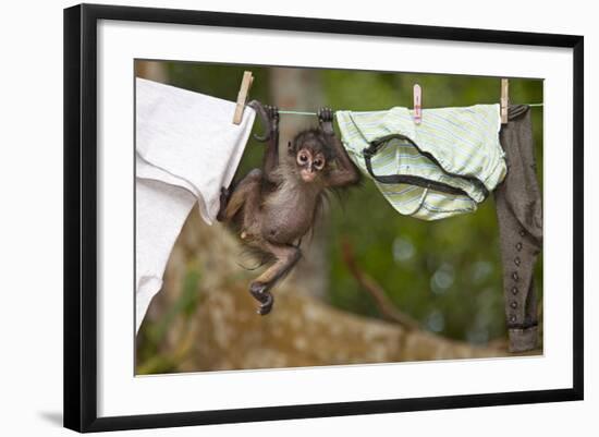 Central American Spider Monkey (Ateles Geoffroyi) Orphan Baby Hanging from Washing Line-Claudio Contreras-Framed Photographic Print