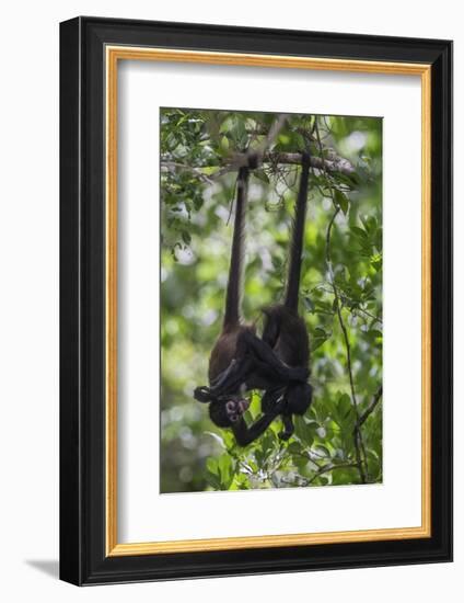 Central American spider monkeys, Yucatan Peninsula, Mexico-Claudio Contreras-Framed Photographic Print