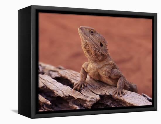 Central Bearded Dragon in Captivity, Alice Springs, Northern Territory, Australia, Pacific-James Hager-Framed Premier Image Canvas