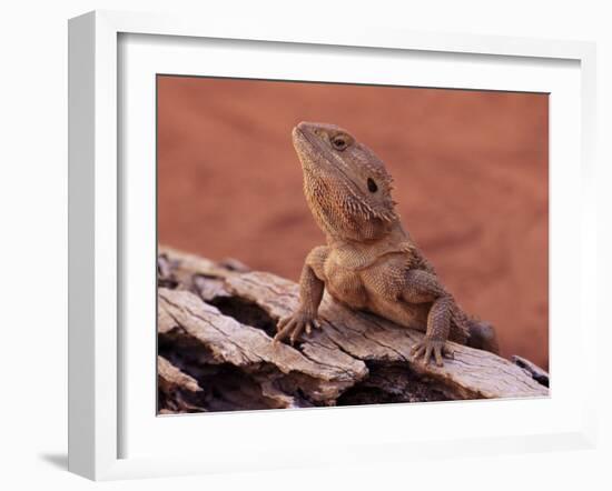 Central Bearded Dragon in Captivity, Alice Springs, Northern Territory, Australia, Pacific-James Hager-Framed Photographic Print