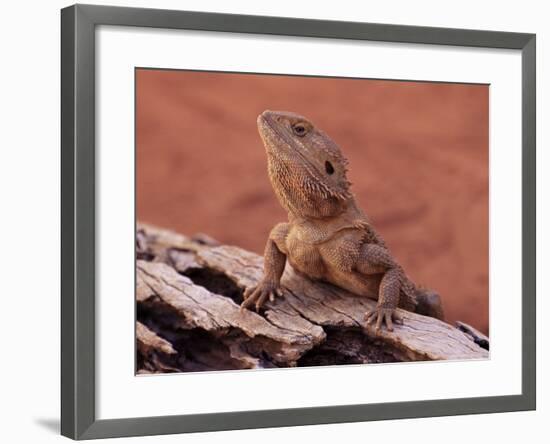 Central Bearded Dragon in Captivity, Alice Springs, Northern Territory, Australia, Pacific-James Hager-Framed Photographic Print