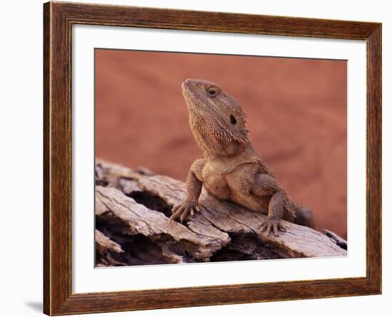 Central Bearded Dragon in Captivity, Alice Springs, Northern Territory, Australia, Pacific-James Hager-Framed Photographic Print