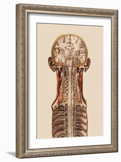 Central Nervous System Anatomy-Mehau Kulyk-Framed Photographic Print