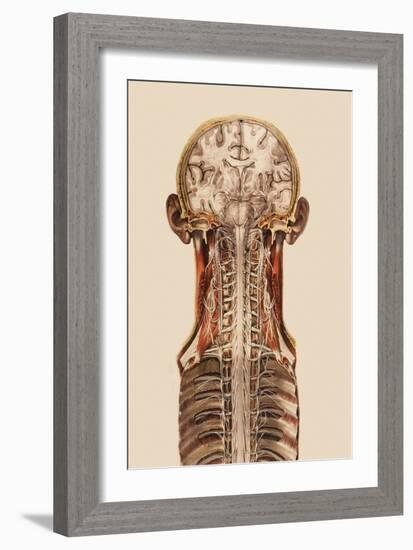 Central Nervous System Anatomy-Mehau Kulyk-Framed Photographic Print