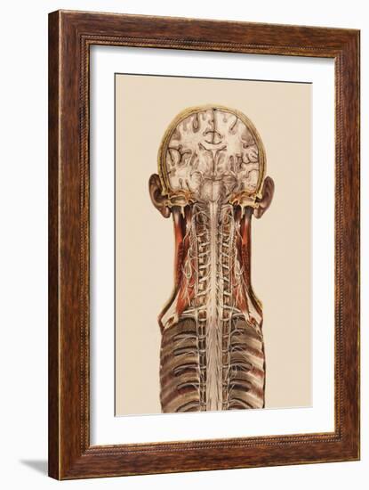 Central Nervous System Anatomy-Mehau Kulyk-Framed Photographic Print