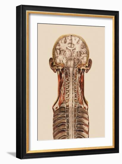 Central Nervous System Anatomy-Mehau Kulyk-Framed Photographic Print