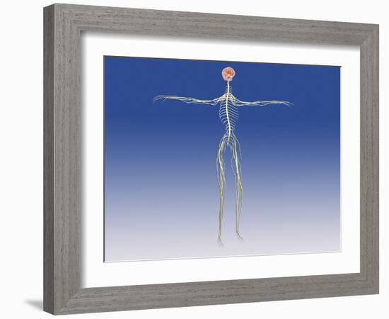 Central Nervous System with Human Brain-null-Framed Art Print