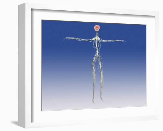 Central Nervous System with Human Brain-null-Framed Art Print