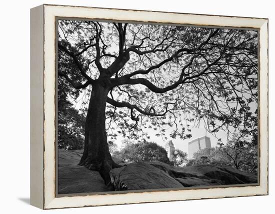 Central Park #1, New York, New York 05-Monte Nagler-Framed Premier Image Canvas