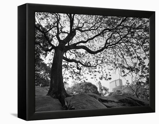 Central Park #1, New York, New York 05-Monte Nagler-Framed Premier Image Canvas