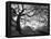 Central Park #1, New York, New York 05-Monte Nagler-Framed Premier Image Canvas