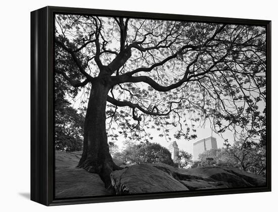 Central Park #1, New York, New York 05-Monte Nagler-Framed Premier Image Canvas