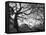 Central Park #1, New York, New York 05-Monte Nagler-Framed Premier Image Canvas