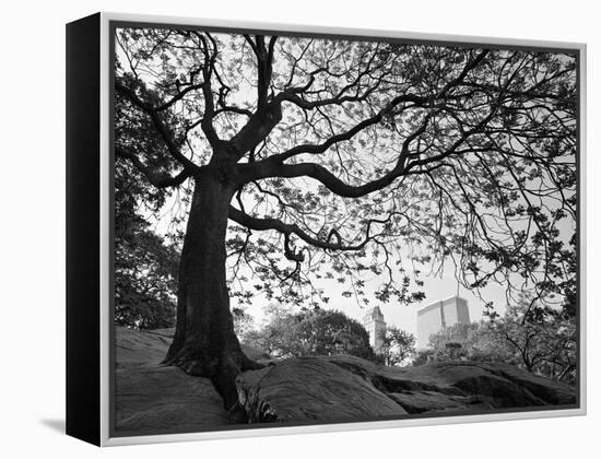 Central Park #1, New York, New York 05-Monte Nagler-Framed Premier Image Canvas