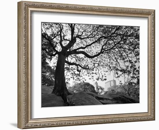 Central Park #1, New York, New York 05-Monte Nagler-Framed Photographic Print