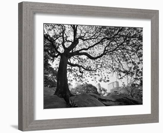 Central Park #1, New York, New York 05-Monte Nagler-Framed Photographic Print