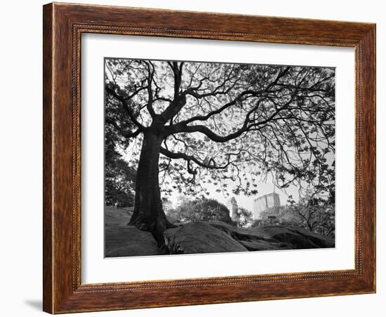 Central Park #1, New York, New York 05-Monte Nagler-Framed Photographic Print