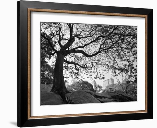 Central Park #1, New York, New York 05-Monte Nagler-Framed Photographic Print