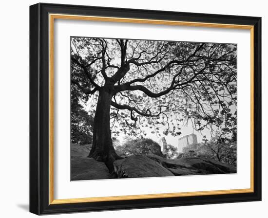 Central Park #1, New York, New York 05-Monte Nagler-Framed Photographic Print