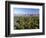 Central Park and Manhattan Buildings-Rudy Sulgan-Framed Photographic Print