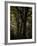 Central Park, no. 3-Katherine Sanderson-Framed Photographic Print