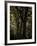 Central Park, no. 3-Katherine Sanderson-Framed Photographic Print