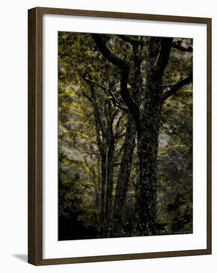 Central Park, no. 3-Katherine Sanderson-Framed Photographic Print