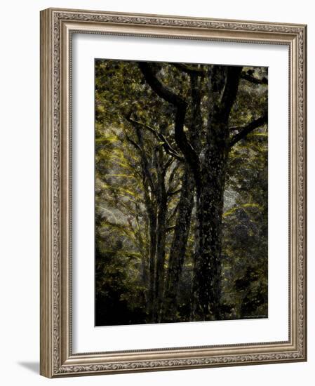 Central Park, no. 3-Katherine Sanderson-Framed Photographic Print