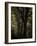 Central Park, no. 3-Katherine Sanderson-Framed Photographic Print