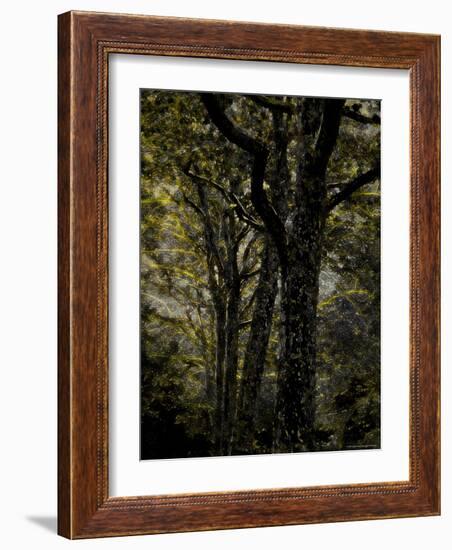 Central Park, no. 3-Katherine Sanderson-Framed Photographic Print