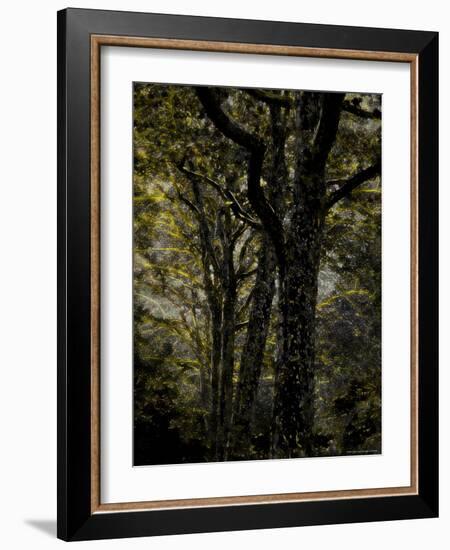 Central Park, no. 3-Katherine Sanderson-Framed Photographic Print