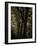 Central Park, no. 3-Katherine Sanderson-Framed Photographic Print